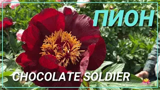 Полумахровый темно-красный пион CHOCOLATE SOLDIER / Сад Ворошиловой