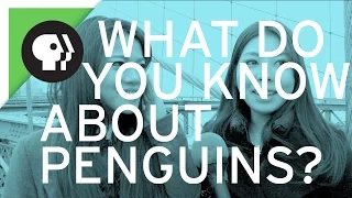 New Yorkers Answer Questions About Penguins