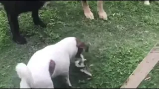 Jack Russel kills snake