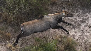 Nilgai Hunting In The Sand Dunes of South Texas "DSC's Trailing The Hunters Moon"