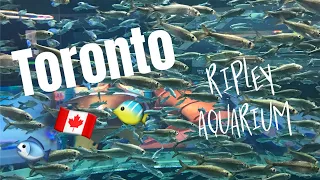 TORONTO 2 - RIPLEY AQUARIUM