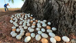 WOW WOW WOW! Pick a lot of duck eggs under the tree near the base