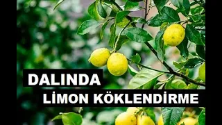 Dalında Limon Köklendirme (HAVAİİ KÖKLENDİRME)