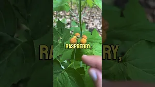 A rare genetic mutation! #foraging #raspberry #nature