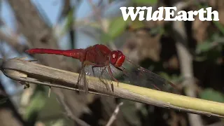 WildEarth - Sunset  Safari - 06 June 2022