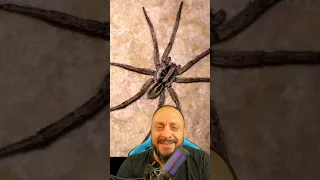 A casa das aranhas em Nova Friburgo RJ