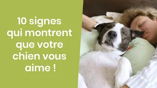 10 SIGNES QUI MONTRENT QUE VOTRE CHIEN VOUS AIME