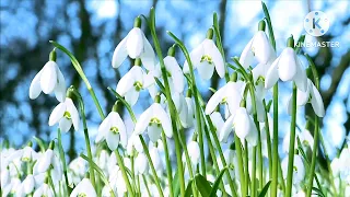 ПОДСНЕЖНИКИ../SNOWDROPS.