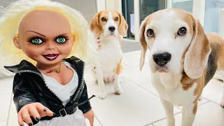 Dogs vs Chucky's Bride PRANK : Funny dogs Louie & Marie