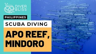 Scuba Diving Apo Reef Natural Park in Occidental Mindoro with Pentagon Dive Center Sablayan.