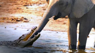 God Sent Crocodiles to Punish Elephants