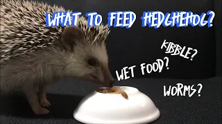 What do (Pet) Hedgehogs Eat?