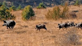 Heyecan Dolu Yaban Domuzu Avı / Exciting Wild Boar Hunt