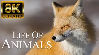 Life of Animals - Amazing Scene of Wild Animals in 8K ULTRA HD