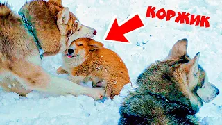 МЕНЯ СОЖРАЛИ ВОЛКИ!! (Корги Коржик) Говорящая собака