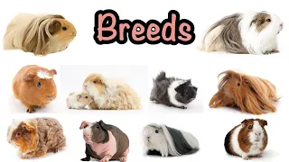 Guinea pig breeds