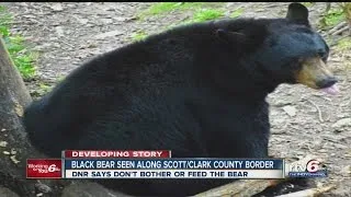 Black bear seen again in southern Indiana