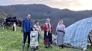 Making a Shelter for Newborn Calves on a Spring Day in the Mountains