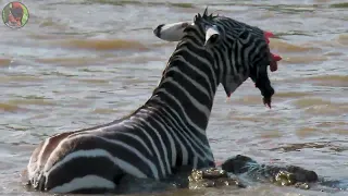 Zebras and Crocodiles - 4K video