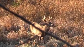 WHAT THE HECK just happened!?      Mature buck on public land