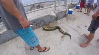 moray eel bite a fisherman at Jupiter FL inlet fishing point