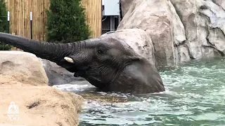Visit the new Elephant Expedition at the Kansas City Zoo!