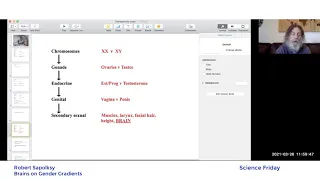 Robert Sapolsky: Brain Gender