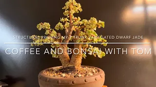 Structural Pruning On My Triple Trunk  Variegated Dwarf Jade Bonsai