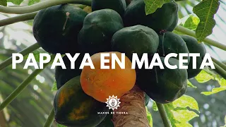 Como Sembrar PAPAYA EN MACETA De La Forma Mas Fácil/ Cultivo de papaya/manos de tierra