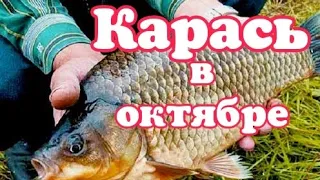 Как поймать карася в осенью? Как поймать карася в Октябре? Крупный карась.