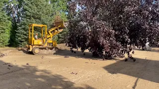 Powerful John Deere Dozer Easily Uproots Large Red Maple