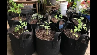 Growing Tomatoes In Grow Bags - My Process For Transplanting Into Fabric Pots