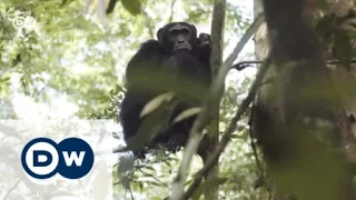 A new home for chimpanzees in Uganda | Global 3000