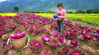 Harvesting Kohlrabi Goes To Market Sell - Replant the vegetable garden | Nhất My Bushcraft