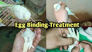 Albino Female Egg Binding Live Treatment|बजरी मादा का अंडा फस गया बड़ी मुश्किल से जान बच पाई