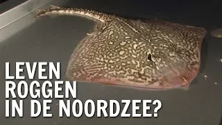 Leven roggen in de Noordzee? | De Buitendienst over Roggen