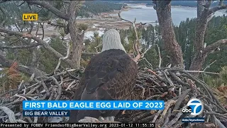 Big Bear's famous bald eagle lays egg