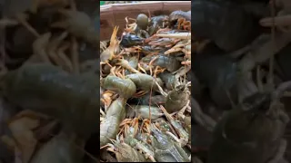 / ОДЕССА ⚓ ПРИВОЗ / РАКИ 🦐🦞🦀