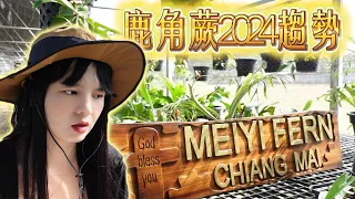 鹿角蕨2024趋势，越来越多的客户？现在筹划自己的鹿角蕨苗圃和请人，需要投入多少资金呢？