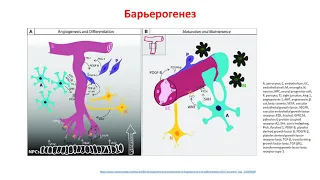 513 заседание Общества патофизиологов