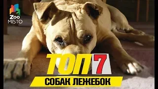 Tоп 7 собачек лежебок |Top 7 dogs lazy