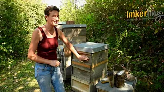 Imkern mit Pia Aumeier: Das Einsetzen der Bienenflucht