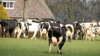 Holland dairy cows jump into the meadow in the spring after a winter inside