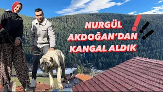 @NurgulAkdogan ‘DAN KANGAL YAVRUSU ALMAK İÇİN BOLUYA GELDİK‼️