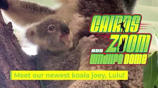 Our Newest Koala Joey, Lulu! | Cairns ZOOM and Wildlife Dome | Cairns | Queensland