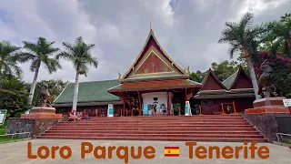 Loro Parque Tenerife 4K