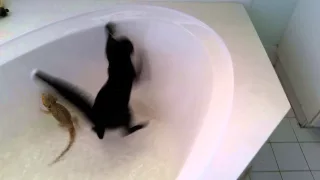 Alistair the cat falls in the tub