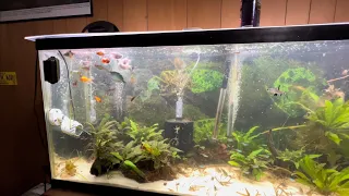 55 gallon planted community fish tank feeding!😱