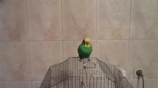 parrot dancing - psy gangam stale