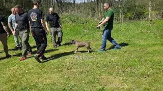 Miniatur Bullterrier /doing  AVD ZWP1 / protection work / Schutzhund / Prüfung